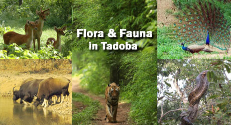 flora-fauna-in-tadoba