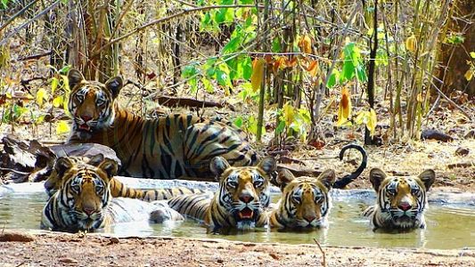 Tigers-at-Tadoba-National-Park 1