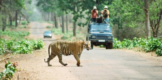 Tigers-at-Tadoba-National-Park 3